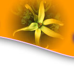 Perfil profissional